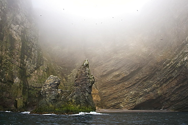 The Fuglefjellet cliffs (411m) on Bear Island   in the Svalbard Archipeligo form the highest seabird cliffs in the North Atlantic Ocean. 