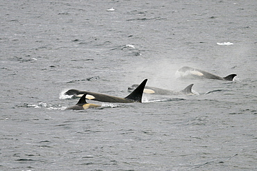 A possible new species of Orca (Killer Whale) called "Type B"  Orca (with a proposed new scientific name of Orcinus nanus) traveling in the Lemaire Strait, Antarctica