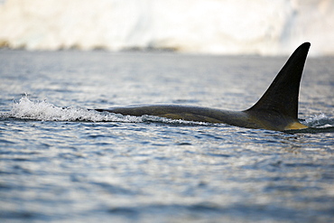 A possible new species of Orca (Killer Whale) called "Type B"  Orca (with a proposed new scientific name of Orcinus nanus) traveling in the Lemaire Strait, Antarctica