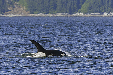 Adult bull surfacing from a pod of 5 Orcas (Orcinus orca) encountered off Gardner Point on the south end of Admiralty Island, Southeast Alaska