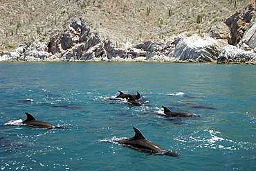 Adult Bottlenose Dolphin (Tursiops truncatus gilli) leaping in the upper Gulf of California (Sea of Cortez), Mexico.