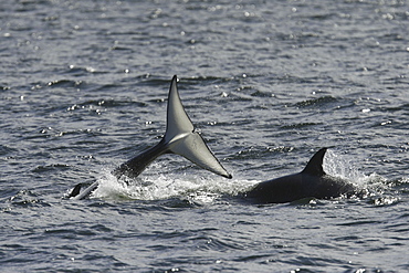 Young Orca at play in a pod of 5 Orcas (Orcinus orca) encountered off Gardner Point on the south end of Admiralty Island, Southeast Alaska