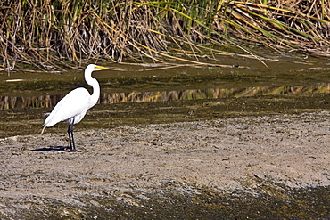 Adult Great Egret (Ardea alba) in courtship display near San Jose del Cabo, Baja California Sur, Mexico.