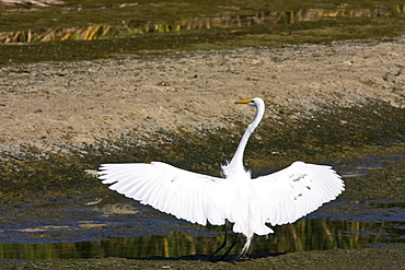 Adult Great Egret (Ardea alba) in courtship display near San Jose del Cabo, Baja California Sur, Mexico.