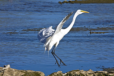 Adult Great Egret (Ardea alba) in courtship display near San Jose del Cabo, Baja California Sur, Mexico.