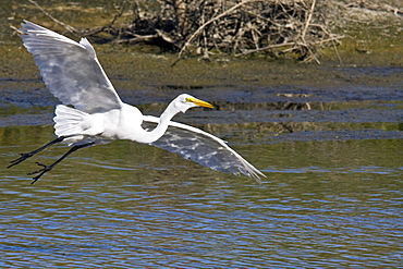 Adult Great Egret (Ardea alba) in courtship display near San Jose del Cabo, Baja California Sur, Mexico.