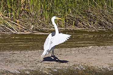 Adult Great Egret (Ardea alba) in courtship display near San Jose del Cabo, Baja California Sur, Mexico.