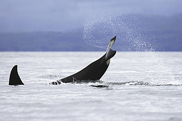 An adult Orca tail-slapping from a pod of 6 Orcas (Orcinus orca) encountered off Sail Island and followed until McDonald Rocks in Frederick Sound, Southeast Alaska