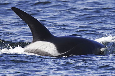 An adult bull surfacing from a pod of 5 Orcas (Orcinus orca) encountered off Gardner Point on the south end of Admiralty Island, Southeast Alaska.  (RR)