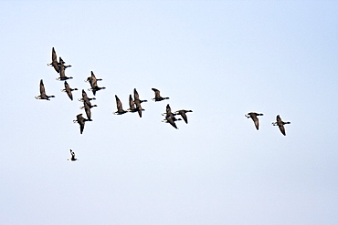 A flock of adult brant (Branta bernicla) on the wing in Hull Canal between the Baja California peninsula and Isla Magdalena, Baja California Sur, Mexico.