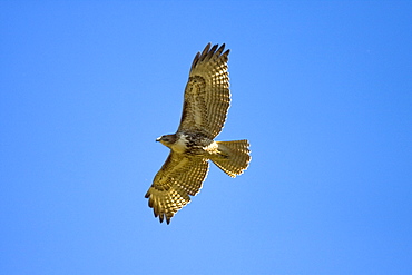 A juvenile red-tailed hawk (Buteo jamaicensis) on the wing near San Jose del Cabo, Baja California Sur, Mexico.