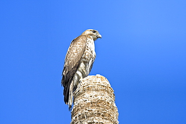 A juvenile red-tailed hawk (Buteo jamaicensis) on a perch near San Jose del Cabo, Baja California Sur, Mexico.