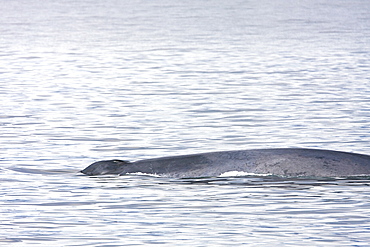 Adult blue whale (Balaenoptera musculus) surfacing in the middle Gulf of California (Sea of Cortez), Mexico. The blue whale is currently believed to be the largest animal to have ever lived on Earth.