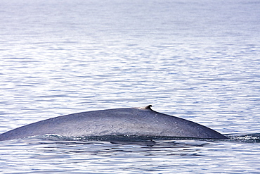 Adult blue whale (Balaenoptera musculus) surfacing in the middle Gulf of California (Sea of Cortez), Mexico. The blue whale is currently believed to be the largest animal to have ever lived on Earth.