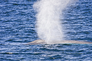 Adult blue whale (Balaenoptera musculus) surfacing in the middle Gulf of California (Sea of Cortez), Mexico. The blue whale is currently believed to be the largest animal to have ever lived on Earth.