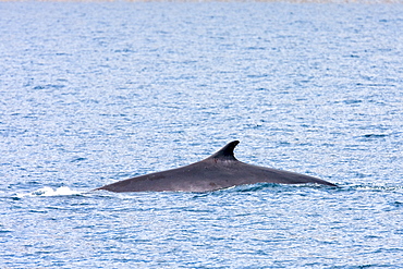 Adult Fin Whale (Balaenoptera physalus) surfacing in the lower Gulf of California (Sea of Cortez), Baja California Sur, Mexico