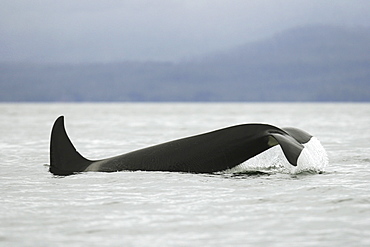 An adult Orca tail-slapping from a pod of 6 Orcas (Orcinus orca) encountered off Sail Island and followed until McDonald Rocks in Frederick Sound, Southeast Alaska