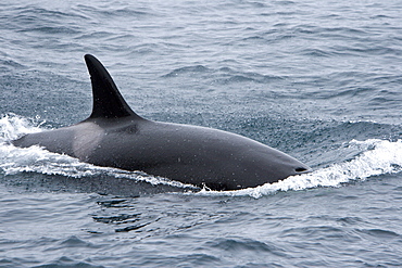 A group of 6 to 8 Orca (Orcinus orca) which attacked and killed a white-beaked dolphin at 74? 11.31? N and 16? 03.48? E off the continental shelf southwest of Bear Island   in the Barents Sea, Norway.