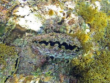 Underwater scenes from the lower Gulf of California (Sea of Cortez), Baja California Sur, Mexico. Shown here is a rock scallop, a highly prized food source called "callo" in Mexico.