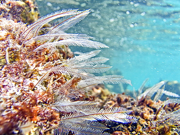 Underwater scenes from the lower Gulf of California (Sea of Cortez), Baja California Sur, Mexico. Shown here are stinging hydroids (Aglaophenia spp).