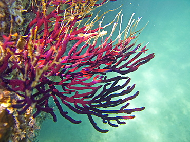 Underwater scenes from the lower Gulf of California (Sea of Cortez), Baja California Sur, Mexico. Shown here is a purple gorgonian sea fan.