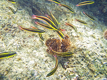 Underwater scenes from the lower Gulf of California (Sea of Cortez), Baja California Sur, Mexico. Shown here are rainbow wrasse (Thalassoma lucasanum) feeding on an urchin test.