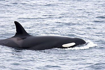 A group of 6 to 8 Orca (Orcinus orca) which attacked and killed a white-beaked dolphin, southwest of Bear Island in the Barents Sea, Norway