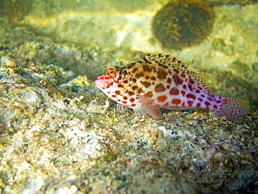 Underwater scenes from the lower Gulf of California (Sea of Cortez), Baja California Sur, Mexico. Shown here is a coral hawkfish (Cirrhitichthys oxycephalus).