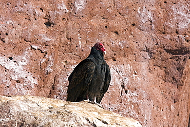 Adult turkey vulture (Cathartes aura) feeding near a California sea lion (Zalophus californianus) carcass on Los Islotes in Gulf of California (Sea of Cortez), Mexico.