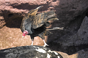 Adult turkey vulture (Cathartes aura) feeding near a California sea lion (Zalophus californianus) carcass on Los Islotes in Gulf of California (Sea of Cortez), Mexico.