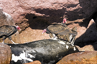 Adult turkey vulture (Cathartes aura) feeding near a California sea lion (Zalophus californianus) carcass on Los Islotes in Gulf of California (Sea of Cortez), Mexico.