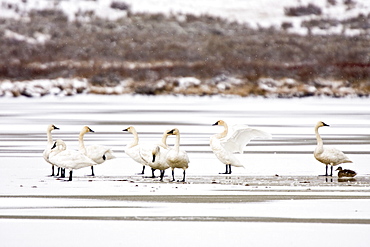 Adult trumpeter swans (Cygnus buccinator) on frozen Swan Lake in Yellowstone National Park, Wyoming, USA.