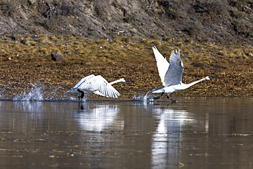 Adult trumpeter swans (Cygnus buccinator) on the Yellowstone River in Yellowstone National Park, Wyoming, USA.