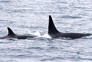 A group of 6 to 8 Orca (Orcinus orca), Barents Sea, Norway