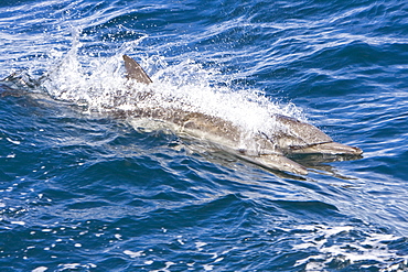 Long-beaked Common Dolphin pod (Delphinus capensis) encountered off Isla Espiritu Santo in the southern Gulf of California (Sea of Cortez), Baja California Sur, Mexico.