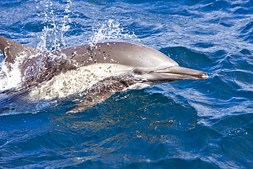 Long-beaked Common Dolphin pod (Delphinus capensis) encountered off Isla Espiritu Santo in the southern Gulf of California (Sea of Cortez), Baja California Sur, Mexico.