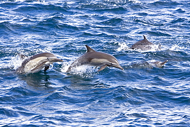 Long-beaked Common Dolphin pod (Delphinus capensis) encountered off Isla Espiritu Santo in the southern Gulf of California (Sea of Cortez), Baja California Sur, Mexico.