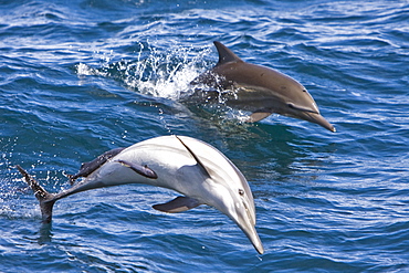 Long-beaked Common Dolphin pod (Delphinus capensis) encountered off Isla Espiritu Santo in the southern Gulf of California (Sea of Cortez), Baja California Sur, Mexico.