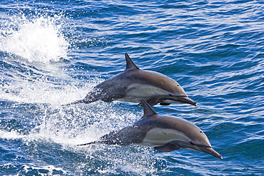 Long-beaked Common Dolphin pod (Delphinus capensis) encountered off Isla Espiritu Santo in the southern Gulf of California (Sea of Cortez), Baja California Sur, Mexico.