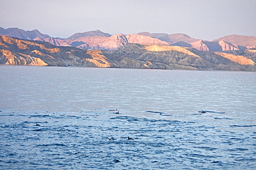 Long-beaked Common Dolphin pod (Delphinus capensis) encountered off Isla Espiritu Santo in the southern Gulf of California (Sea of Cortez), Baja California Sur, Mexico.