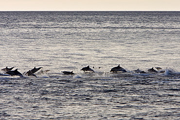 Long-beaked Common Dolphin pod (Delphinus capensis) encountered off Isla Espiritu Santo in the southern Gulf of California (Sea of Cortez), Baja California Sur, Mexico.