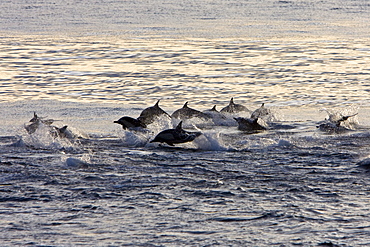 Long-beaked Common Dolphin pod (Delphinus capensis) encountered off Isla Espiritu Santo in the southern Gulf of California (Sea of Cortez), Baja California Sur, Mexico.