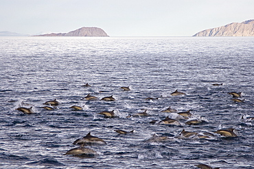 Long-beaked Common Dolphin pod (Delphinus capensis) encountered off Isla Espiritu Santo in the southern Gulf of California (Sea of Cortez), Baja California Sur, Mexico.   (rr)