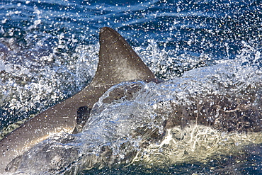 Long-beaked Common Dolphin pod (Delphinus capensis) encountered off Isla Espiritu Santo in the southern Gulf of California (Sea of Cortez), Baja California Sur, Mexico.