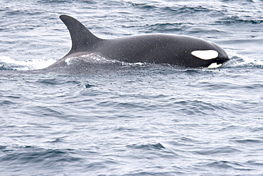 A group of 6 to 8 Orca (Orcinus orca) which attacked and killed a white-beaked dolphin at 74? 11.31? N and 16? 03.48? E off the continental shelf southwest of Bear Island   in the Barents Sea, Norway.