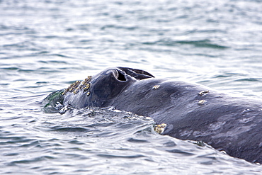 Adult California Gray Whale (Eschrichtius robustus) surfacing in Magdalena Bay, Baja California Sur, Mexico