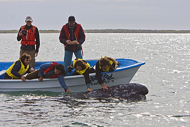 Mexican whalewatchers in pangas and California Gray Whale (Eschrichtius robustus) in Magdalena Bay, Baja Peninsula, Baja California Sur, Mexico