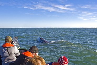 California Gray Whale calf (Eschrichtius robustus) approaching Zodiac in Magdalena Bay, Baja California Sur, Mexico