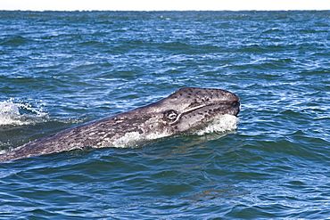 California Gray Whale calf (Eschrichtius robustus) head-lunging in Magdalena Bay near Puerto Lopez Mateos on the Pacific side of the Baja Peninsula, Baja California Sur, Mexico