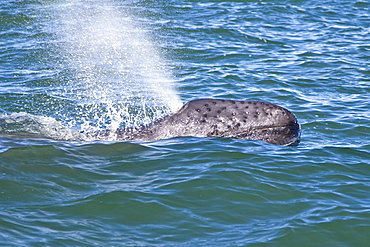 California Gray Whale calf (Eschrichtius robustus) surfacing in Magdalena Bay, Baja California Sur, Mexico